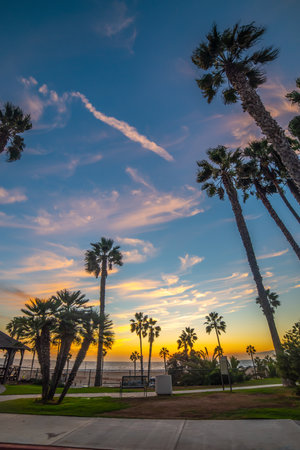 Palm trees by the sea in world famous Santa Monica shore at sunset. California, USAの写真素材