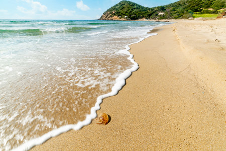 Beached jellyfish in La Speranza shore in winter. Sardinia, Italyの写真素材
