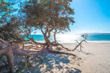 Pine trees by the sea in Maria Pia beach in springtime. Sardinia, Italyの写真素材