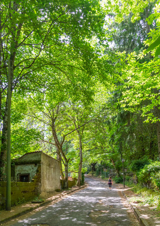 Girl walking in San Leonardo forest under tall trees. Sardinia, Italyの写真素材