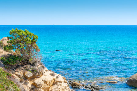 Plant by the sea in Santa Giusta beach on a sunny day. Sardinia, Italyの写真素材