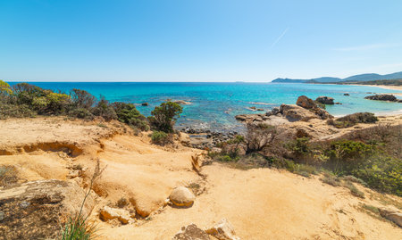 Plants by the sea in Sardinia in springtime, Italyの写真素材