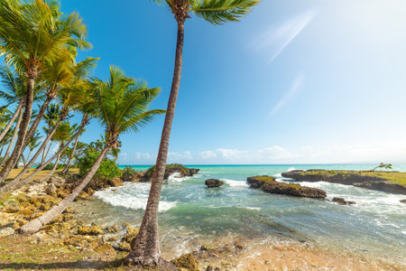 Palm trees by the sea in Le Gosier. Guadeloupe, Caribbean seaの写真素材