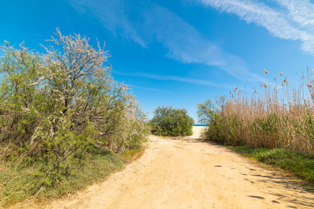 Path to the beach in Cala Sinzias. Sardinia, Italyの写真素材