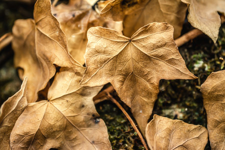 Close up of brown leaves in autumnの写真素材