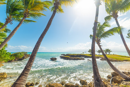 Tall palm trees by the sea in Bas du Fort shore. Guadeloupe, Caribbean seaの写真素材
