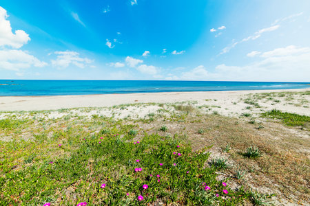 White sand and flowers in Porto Tramatzu. Sardinia, Italyの写真素材