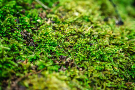 Macro view of green musk in a garden in autumnの写真素材