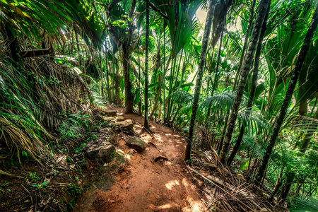 Path in the Vallee de mai forest. Praslin island, Seychellesの写真素材