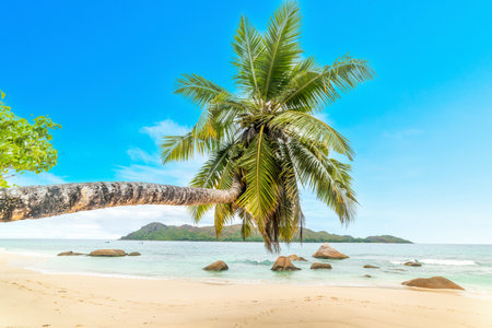 Palm tree by the sea in Anse Boudin beach. Praslin island, Seychellesの写真素材