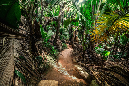 Path in the jungle in Vallee de Mai. Praslin island, Seychellesの写真素材