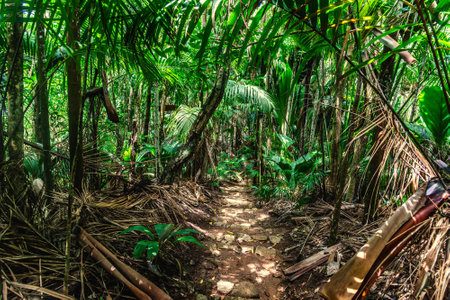 Dirt path in the jungle surrounded by tropical plants in Praslin island, Seychellesの写真素材