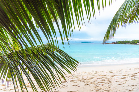 Palm trees and turquoise water in Anse Lazio, Seychellesの写真素材