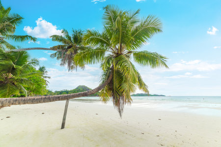 Palm trees and white sand in Anse Volbert. Praslin island, Seychellesの写真素材