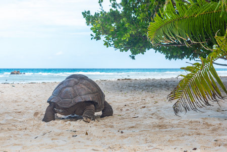Giant turtle at the beach in Anse Severe. La Digue island, Seychellesの写真素材