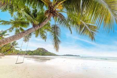Palm trees in Anse Volbert beach on a sunny day. Praslin island, Seychellesの写真素材