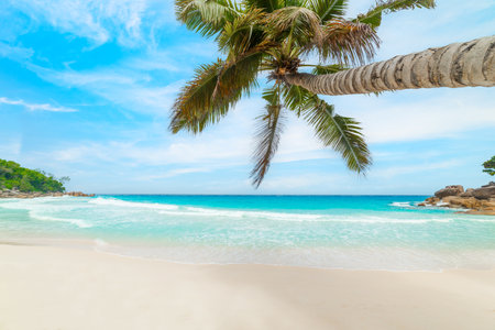Palm tree leaning over the sand in Anse Georgette beach. Praslin island, Seychellesの写真素材