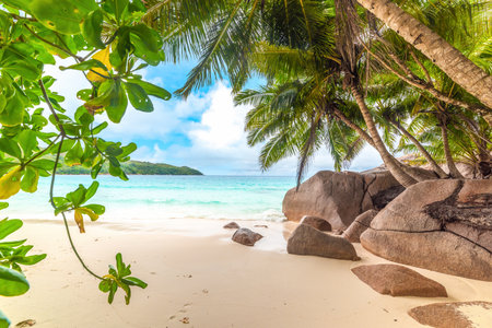 Granite rocks and coconut palm trees in Anse Lazio beach. Praslin island, Seychellesの写真素材
