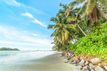 White sand and palm trees in Anse Volbert. Praslin island, Seychellesの写真素材