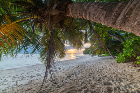 Palm trees leaning over the sand by the sea at sunset. Praslin island, Seychellesの写真素材