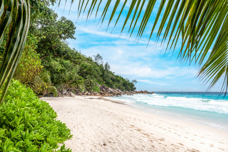 Palm trees by the sea in Anse Georgette. Praslin island, Seychellesの写真素材