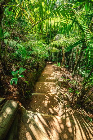 Downstairs path in the jungle in Praslin island, Seychellesの写真素材