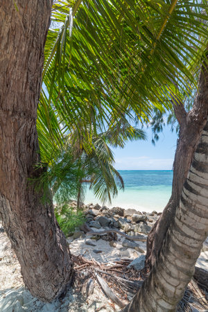 Trees by the sea in Praslin island, Seychellesの写真素材