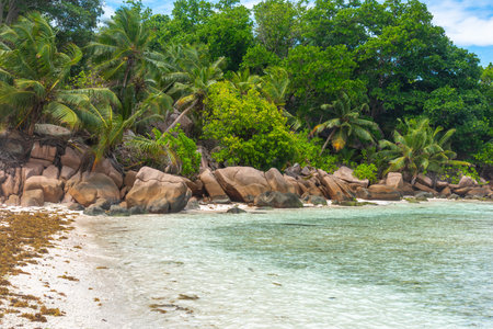 Palm trees and granite rocks in Anse Severe beach. La Digue, Seychellesの写真素材