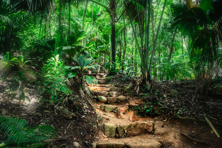 Stone steps surrounded by tropical vegetation in the Seychelles jungleの写真素材