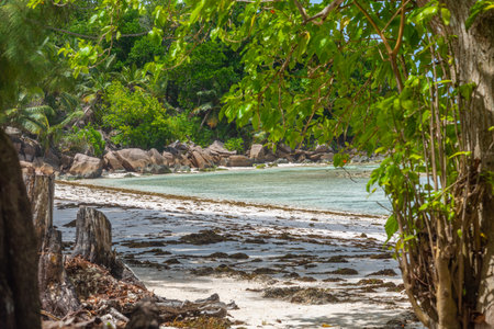 Tropical vegetation and granite rocks by the sea in Anse Severe beach. La Digue island, Seychellesの写真素材