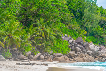 Rocks, palms and white sand in Anse Georgette. Praslin island, Seychellesの写真素材
