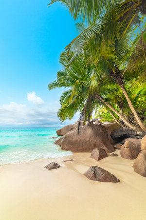 Palm trees and granite rocks by the sea in Anse Lazio beach. Praslin island, Seychellesの写真素材