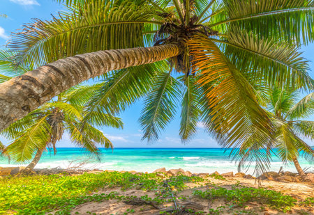 Palm tree by the sea in Anse Kerlan beach. Praslin island, Seychellesの写真素材