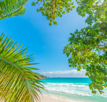 Palm trees and turquoise water in Anse Lazio beach. Praslin island, Seychellesの写真素材