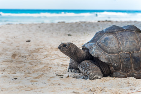 Giant turtle on the sand in La Digue island, Seychellesの写真素材