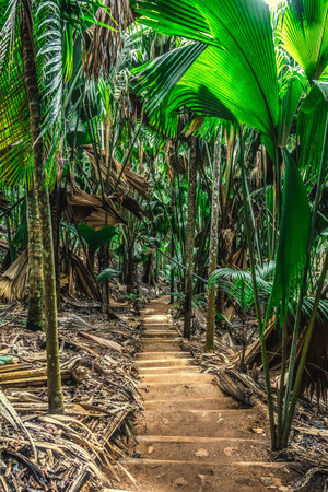 Stairway in the forest in Praslin island, Seychellesの写真素材