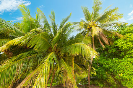 Coconut palm trees under a blue sky in Praslin island, Seychellesの写真素材