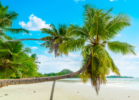 Palm trees and white sand in Anse Volbert. Praslin island, Seychellesの写真素材