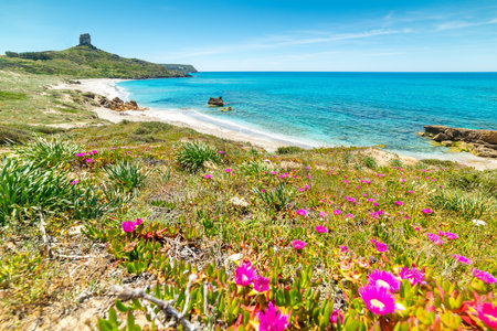 San Giovanni di Sinis shoreline in springtime. Sardinia, Italyの写真素材