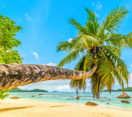 Leaning palm tree in Anse Boudin beach. Praslin island, Seychellesの写真素材