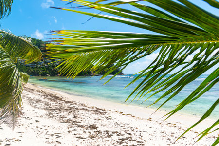 Palm trees by the sea in Baie Lazare beach. Mahe island, Seychellesの写真素材