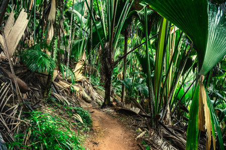 Path in the jungle surrounded by tropical plants. Praslin island, Seychellesの写真素材