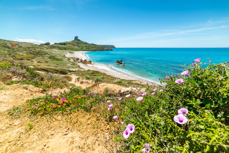 Flowers by the sea in San Giovanni di Sinis. Sardinia, Italyの写真素材