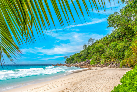 Palm trees by the sea in Anse Georgette. Praslin island, Seychellesの写真素材