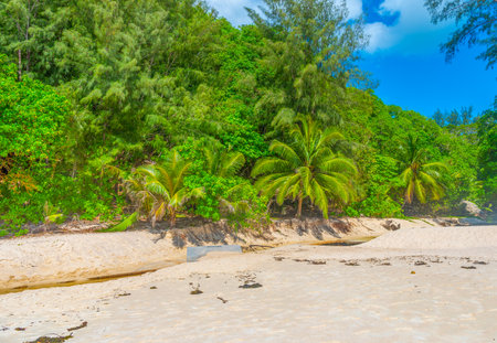 Palms and white sand in Anse Intendance beach. Mahe island,  Seychellesの写真素材