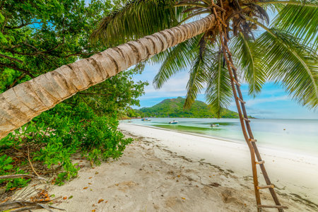 Wooden ladder laying on a palm tree in Anse Madge beach. Praslin island, Seychellesの写真素材