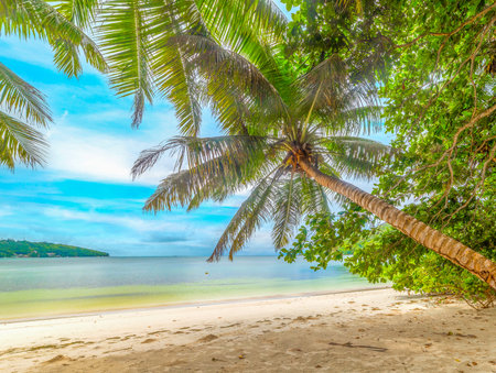 Palm trees and white sand in Anse Madge beach. Praslin island, Seychellesの写真素材