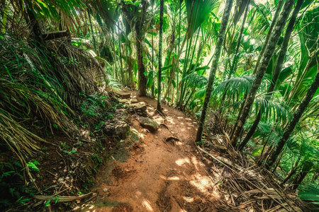 Narrow path and tropical vegetation in Vallee de Mai. Praslin island, Seychellesの写真素材
