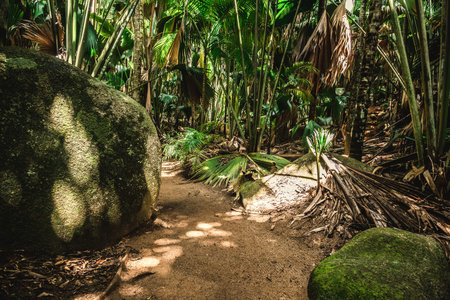 Path in the jungle surrounded by rocks and tropical vegetation. Praslin island, Seychellesの写真素材