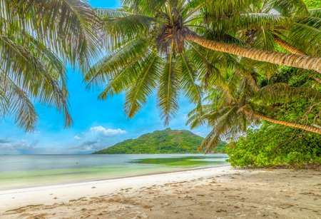 Palm trees by the sea in Anse Madge beach. Praslin island, Seychellesの写真素材